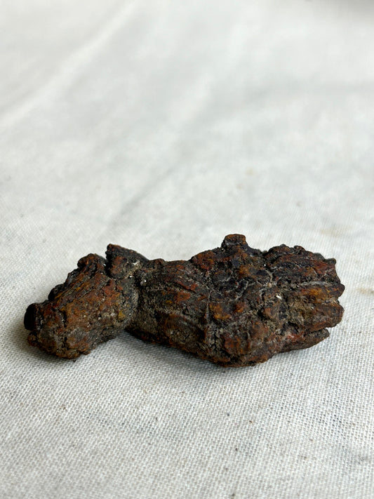 Coprolite