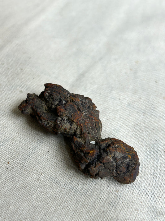 Coprolite