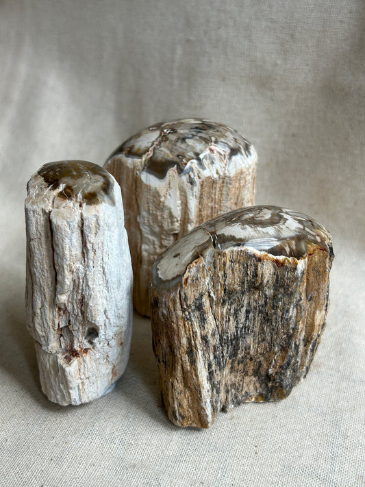 Petrified Wood