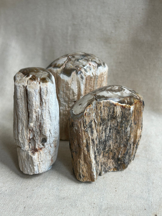 Petrified Wood