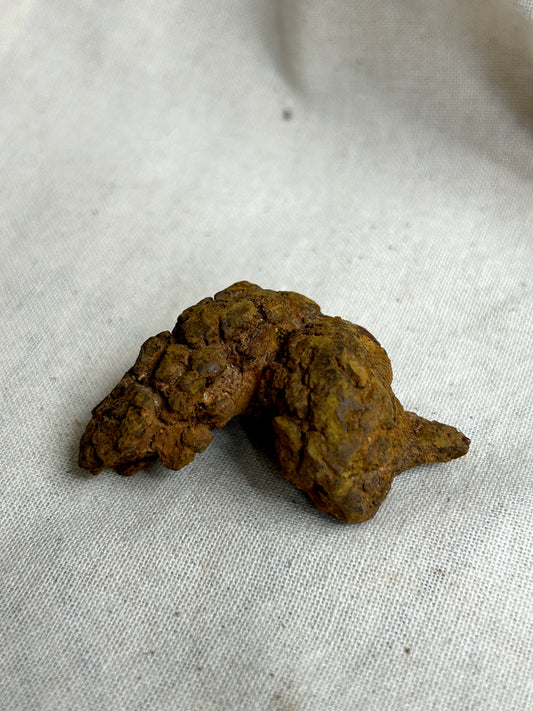 Coprolite