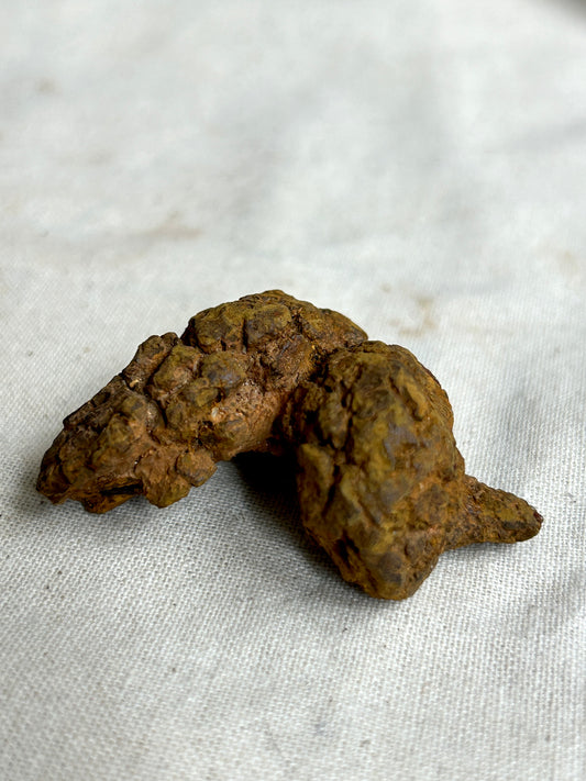 Coprolite