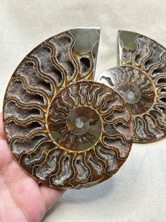 Ammonite Slice Pair