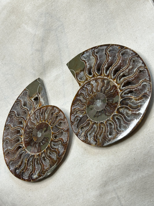 Ammonite Slice Pair