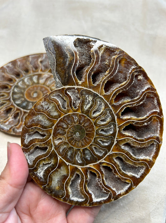 Ammonite Slice Pair