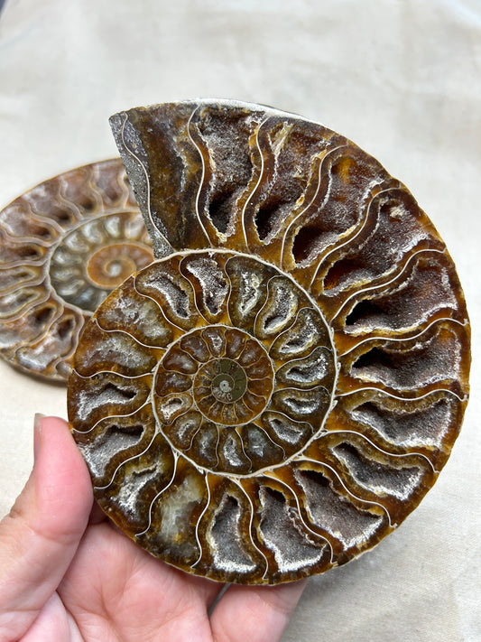 Ammonite Slice Pair