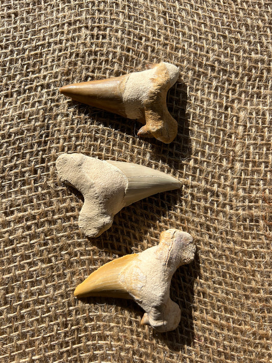 Otodus Tooth