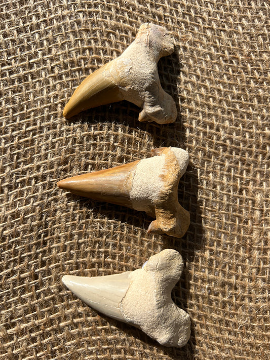 Otodus Tooth