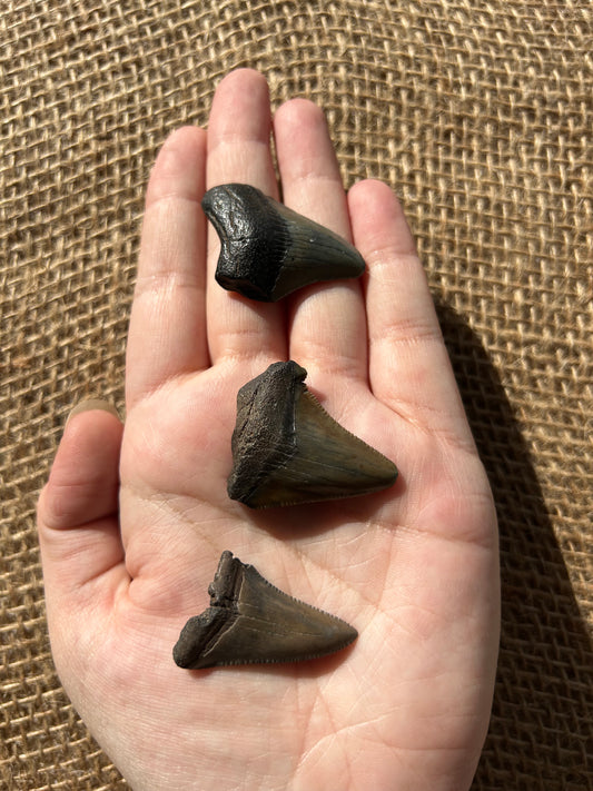 MegalodonTooth