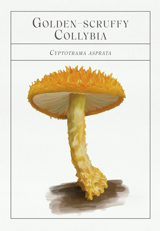 The Deck of Mushrooms: An illustrated field guide to fascinating fungi