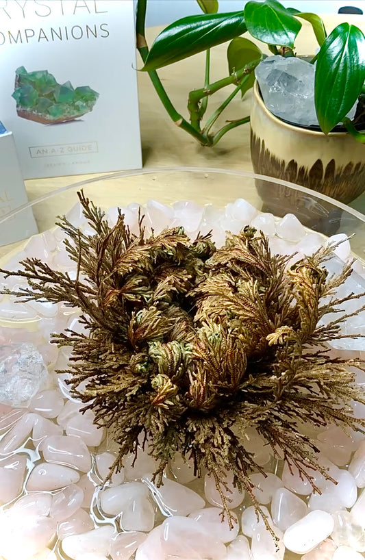 Rose of Jericho - Large