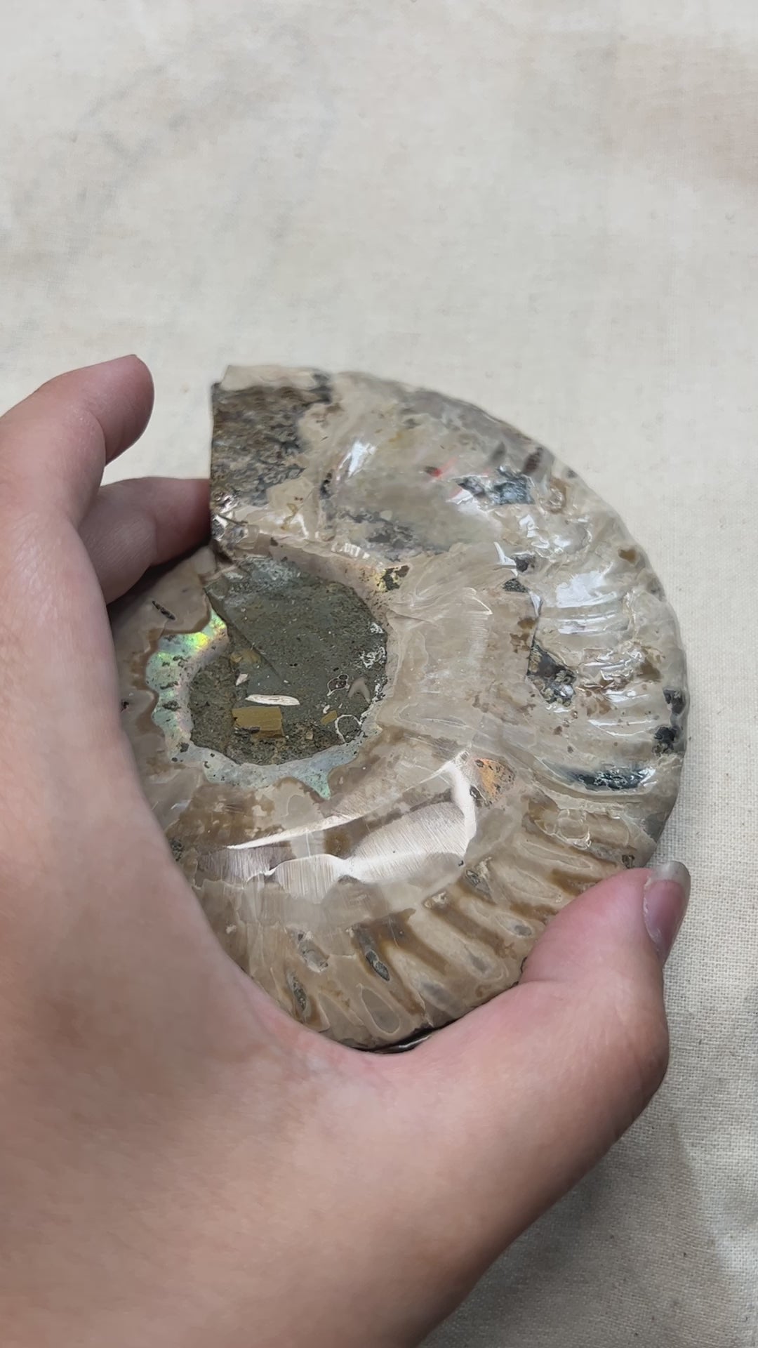 Ammonite Slice Pair