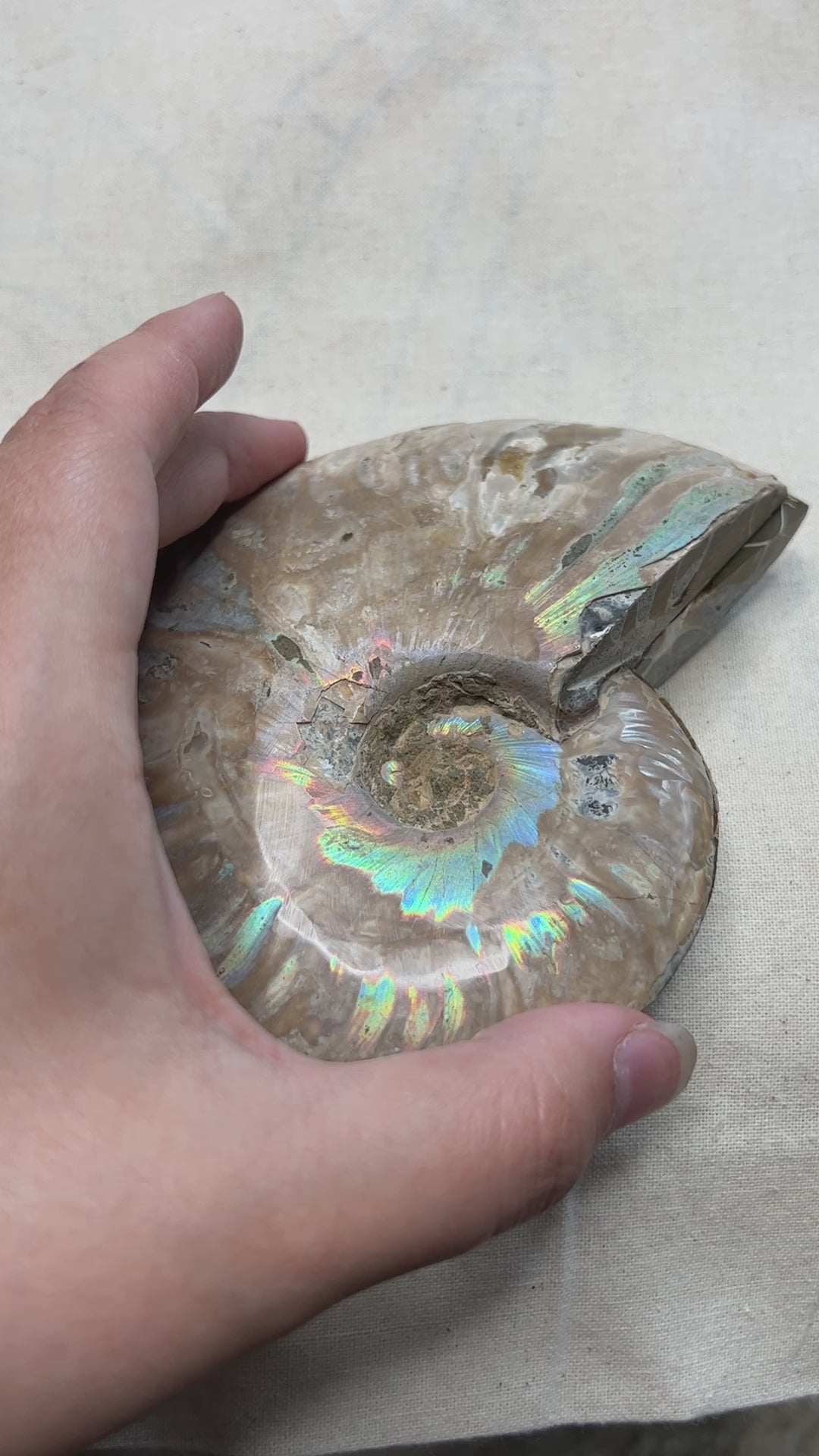 Ammonite Slice Pair