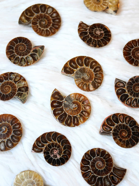 Ammonite fossil polished