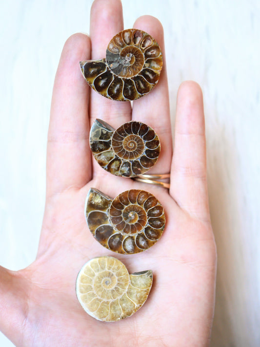 Ammonite fossil polished