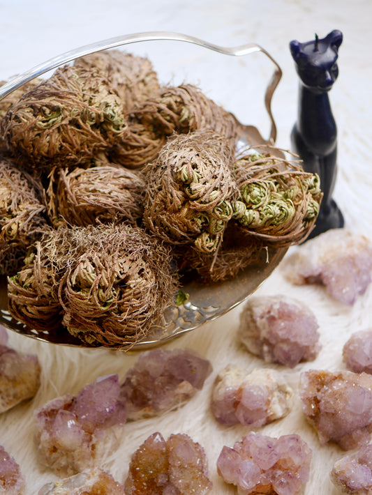 Rose of Jericho