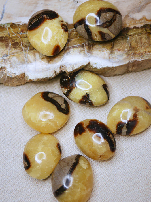 Septarian Palmstone